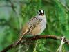 White Crowned Sparrow
